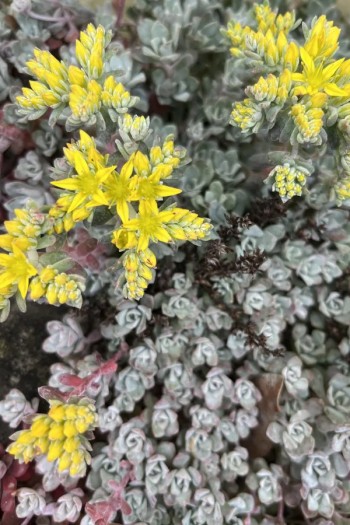 Очиток лопатчатолистий `Капе Бланко` | Sedum spathulifolium `Cape Blanco` | Очиток лопатчатолистный `Капе Бланко`